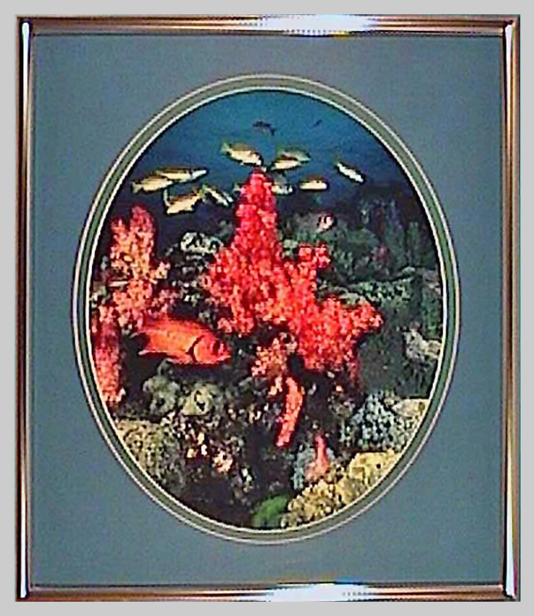 UW Images - fishcoral