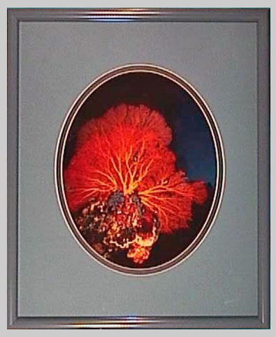 UW Images - red sea fan