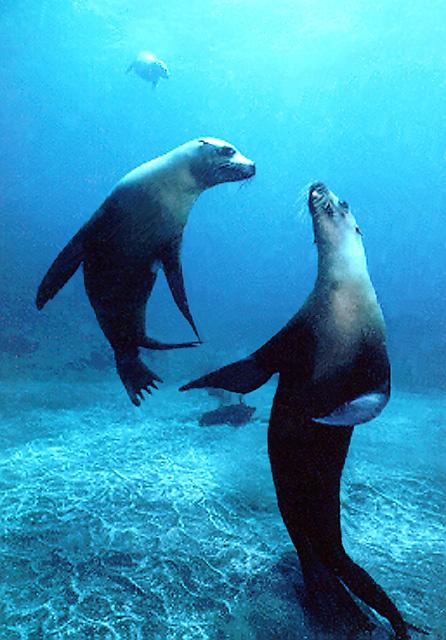 Sealions in California waters